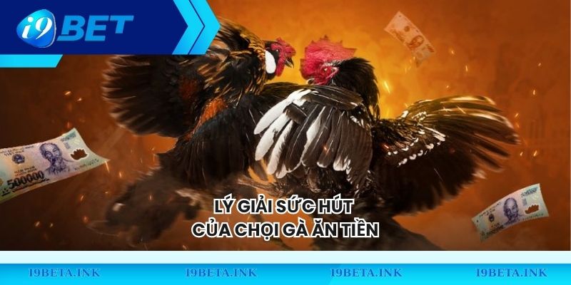 Lý giải sức hút của chọi gà ăn tiền